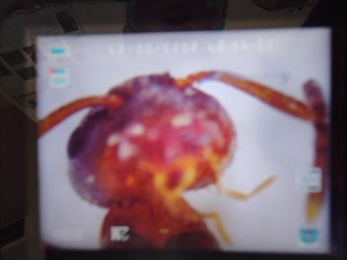 ŠD - "Hmyzí dobrodružství"